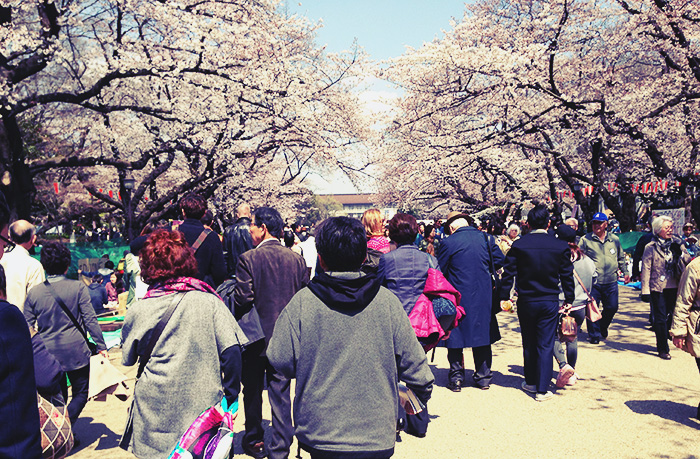2017年4月3日上野恩賜公園の桜が満開！UenoPark Cherry blossom(Japan,Tokyo)